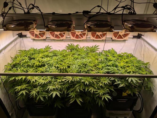 Indoor Photoperiod Run #4 (2025). Week 11