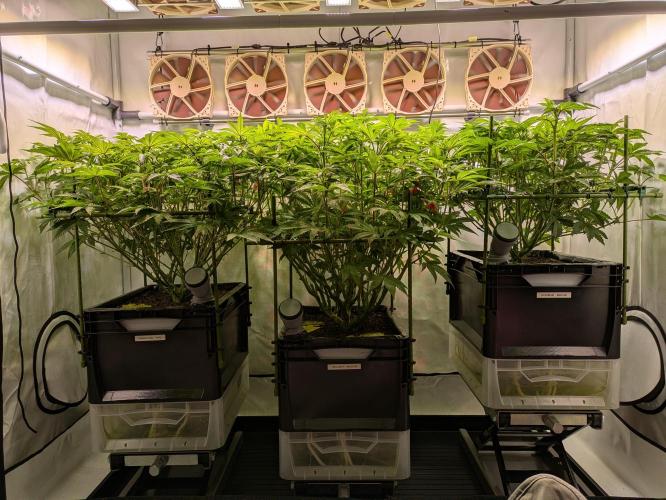 Indoor Photoperiod Run #4 (2025). Week 11