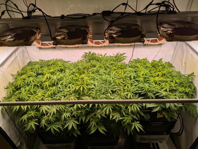 Indoor Photoperiod Run #4 (2025). Week 11