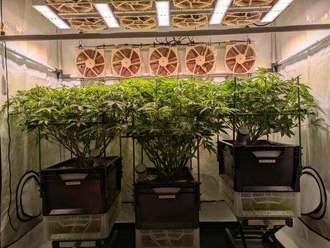 Indoor Photoperiod Run #4 (2025). Week 11