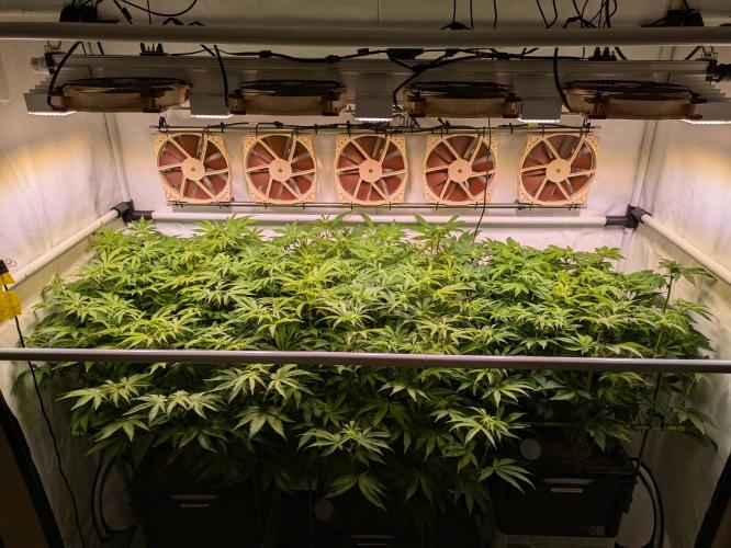 Indoor Photoperiod Run #4 (2025). Week 11