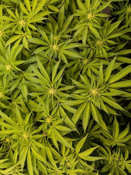 Indoor Photoperiod Run #4 (2025). Week 11