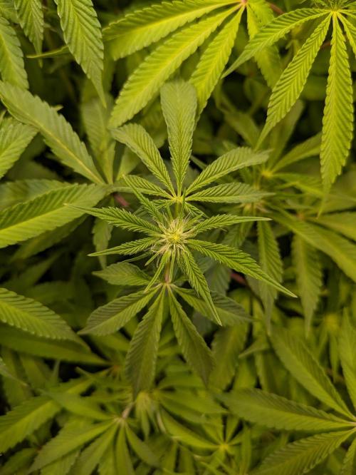 Indoor Photoperiod Run #4 (2025). Week 11