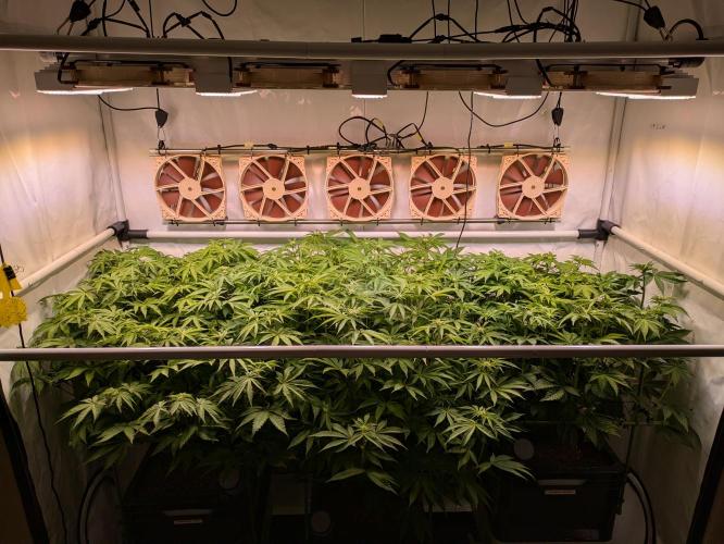 Indoor Photoperiod Run #4 (2025). Week 11