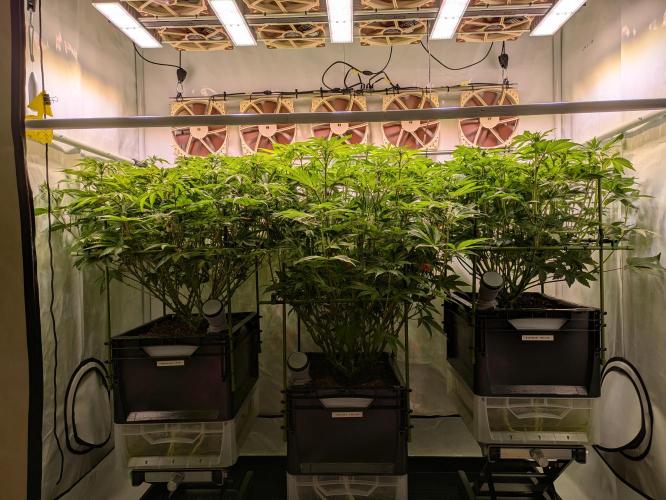 Indoor Photoperiod Run #4 (2025). Week 11