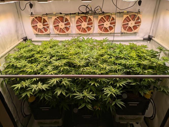 Indoor Photoperiod Run #4 (2025). Week 12