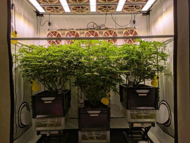 Indoor Photoperiod Run #4 (2025). Week 12