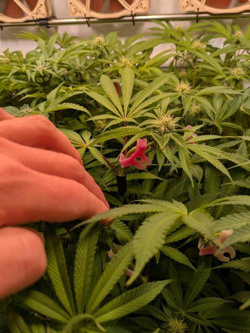 Indoor Photoperiod Run #4 (2025). Week 12