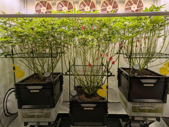 Indoor Photoperiod Run #4 (2025). Week 12