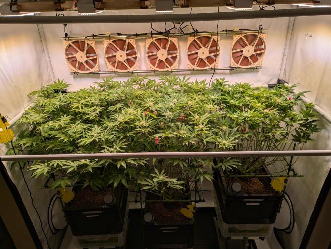 Indoor Photoperiod Run #4 (2025). Week 12