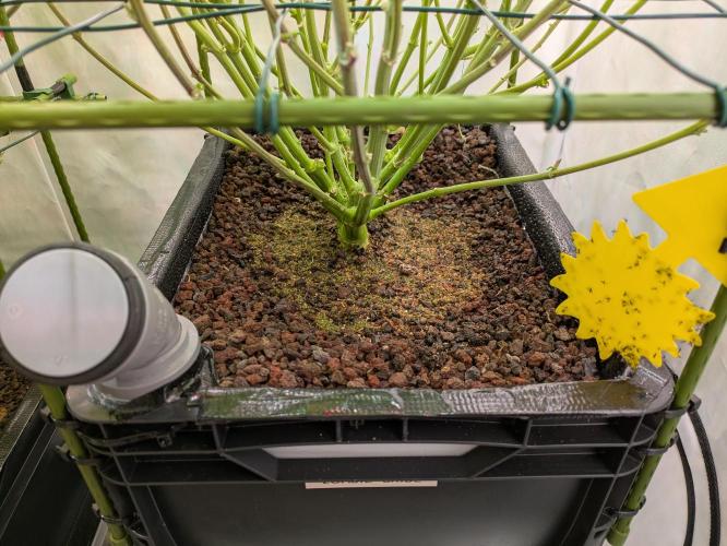 Indoor Photoperiod Run #4 (2025). Week 13