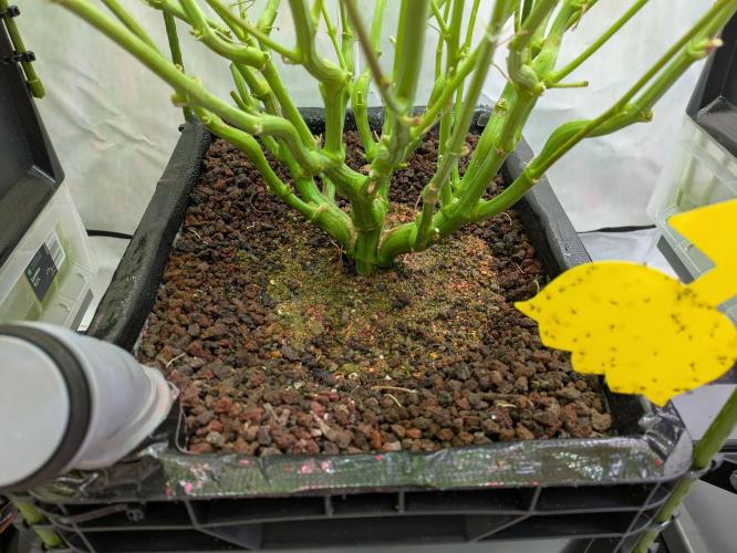 Indoor Photoperiod Run #4 (2025). Week 13