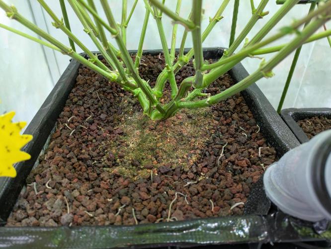 Indoor Photoperiod Run #4 (2025). Week 13