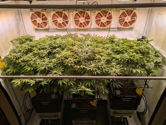 Indoor Photoperiod Run #4 (2025). Week 13