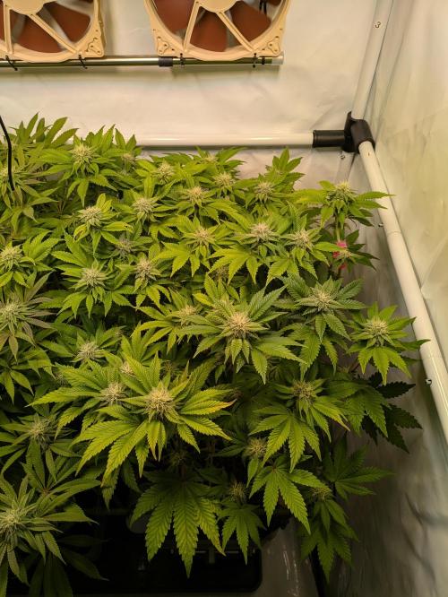 Indoor Photoperiod Run #4 (2025). Week 13