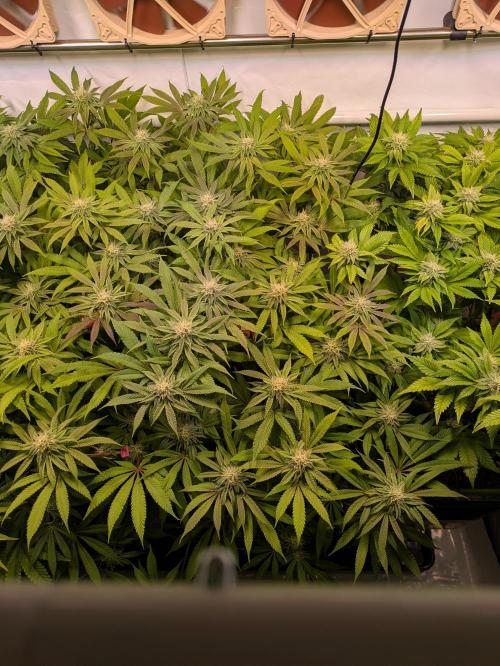 Indoor Photoperiod Run #4 (2025). Week 13