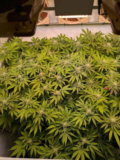 Indoor Photoperiod Run #4 (2025). Week 13