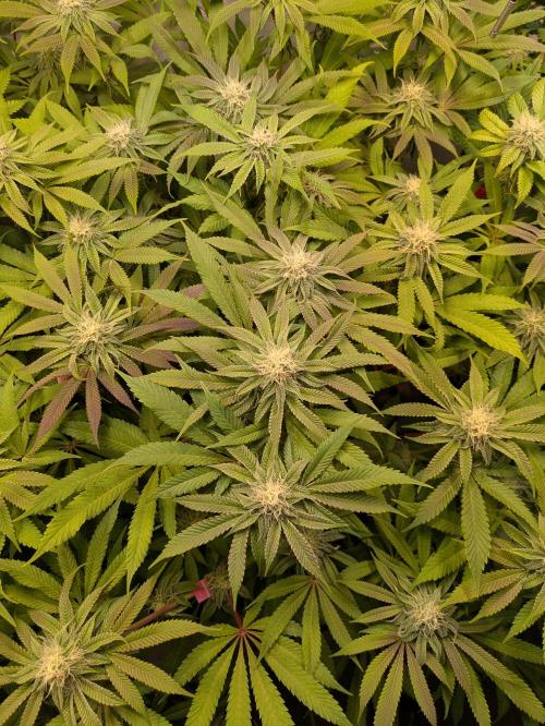 Indoor Photoperiod Run #4 (2025). Week 13