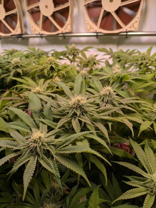 Indoor Photoperiod Run #4 (2025). Week 13