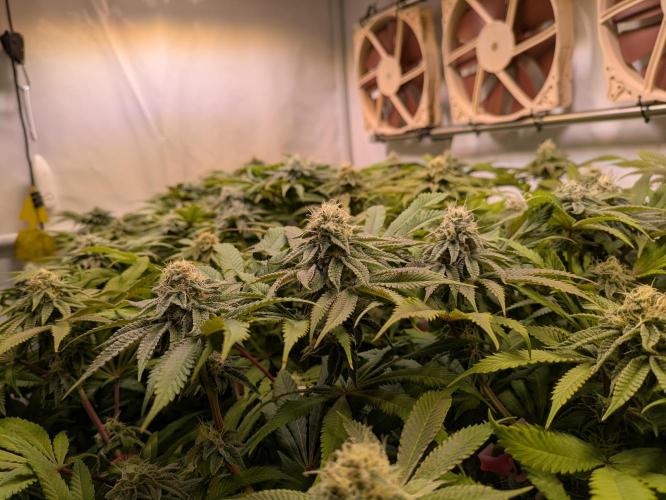 Indoor Photoperiod Run #4 (2025). Week 14