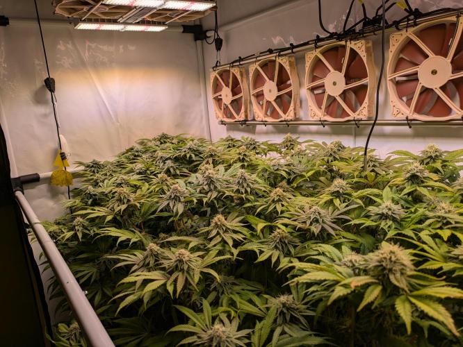 Indoor Photoperiod Run #4 (2025). Week 14