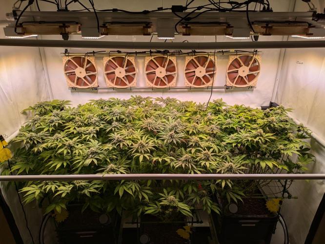 Indoor Photoperiod Run #4 (2025). Week 14