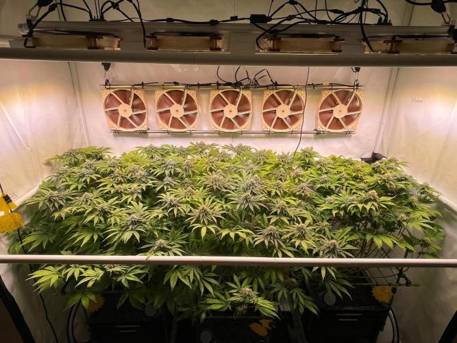 Indoor Photoperiod Run #4 (2025). Week 14