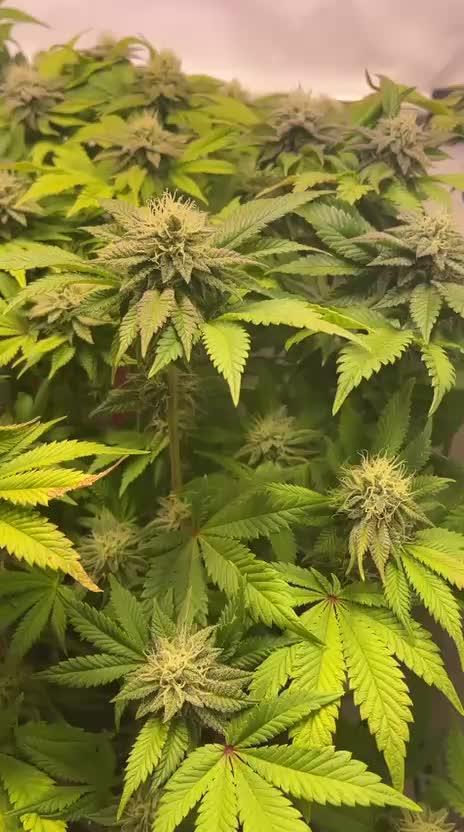 Indoor Photoperiod Run #4 (2025)