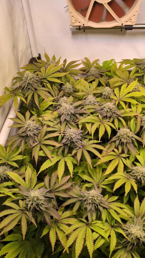 Indoor Photoperiod Run #4 (2025)