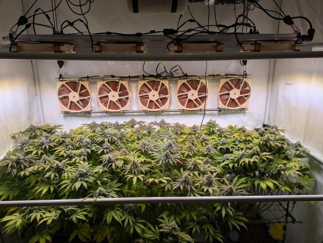 Indoor Photoperiod Run #4 (2025). Week 15