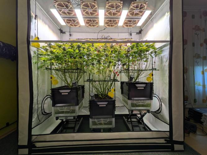 Indoor Photoperiod Run #4 (2025). Week 15