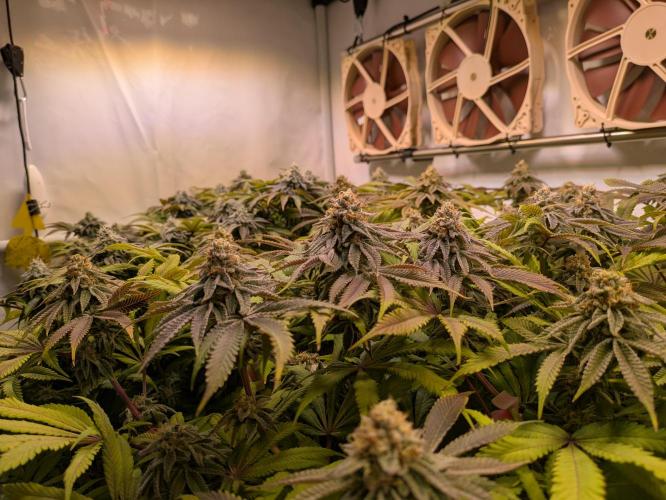 Indoor Photoperiod Run #4 (2025). Week 15