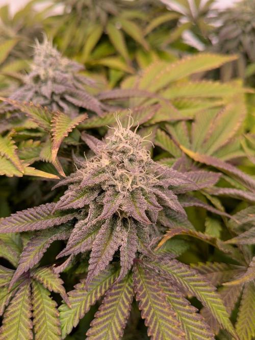 Indoor Photoperiod Run #4 (2025). Week 15