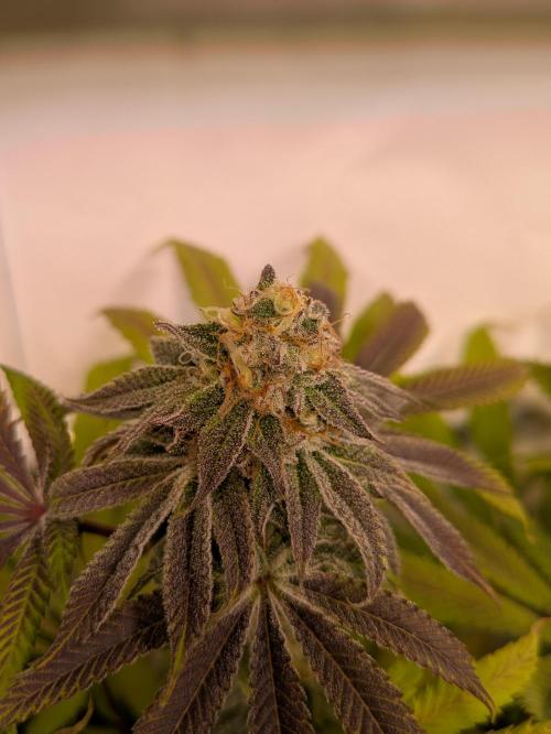 Indoor Photoperiod Run #4 (2025). Week 15