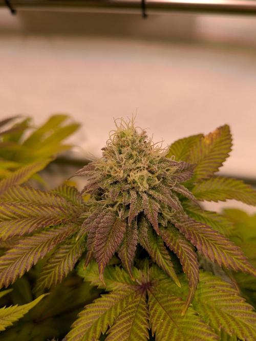 Indoor Photoperiod Run #4 (2025). Week 15