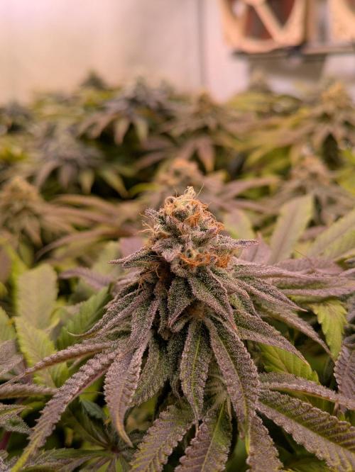 Indoor Photoperiod Run #4 (2025). Week 15