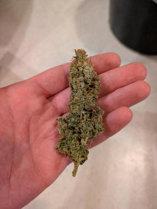 Delicious Candy Auto. Week 14