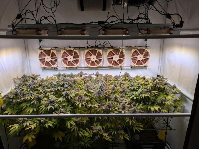 Indoor Photoperiod Run #4 (2025). Week 16