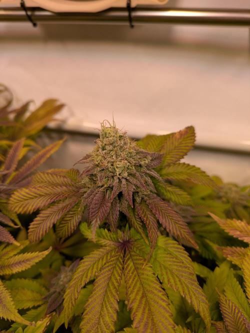 Indoor Photoperiod Run #4 (2025). Week 16