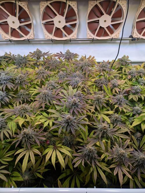 Indoor Photoperiod Run #4 (2025). Week 16