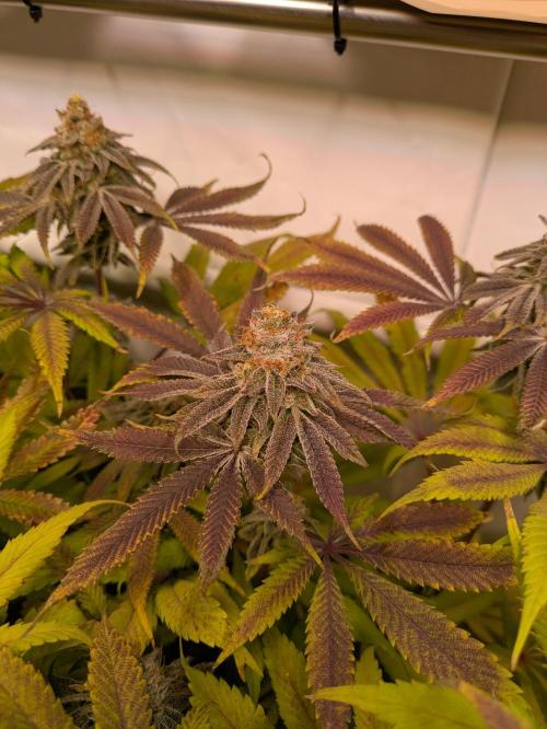 Indoor Photoperiod Run #4 (2025). Week 16