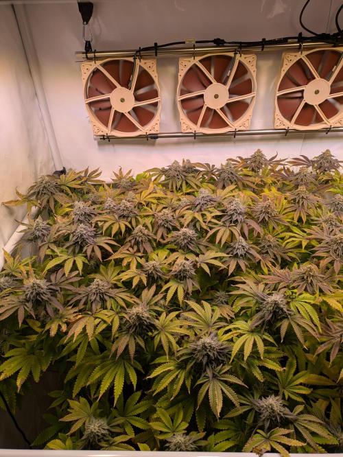 Indoor Photoperiod Run #4 (2025). Week 16