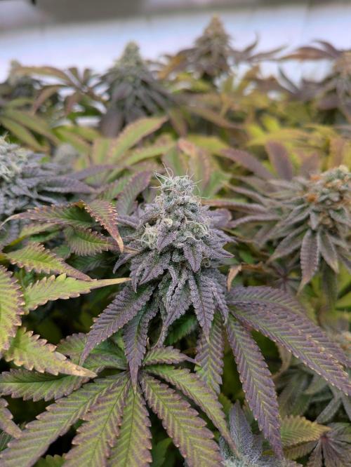 Indoor Photoperiod Run #4 (2025). Week 16