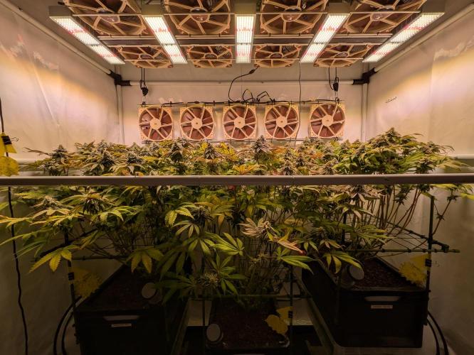 Indoor Photoperiod Run #4 (2025). Week 16