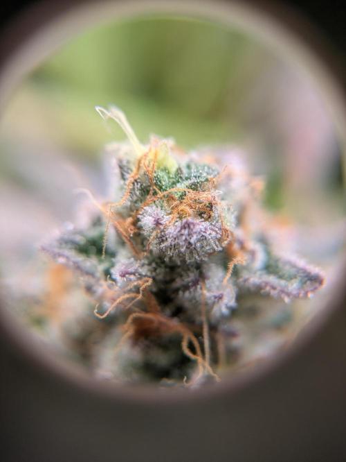 Indoor Photoperiod Run #4 (2025). Week 16