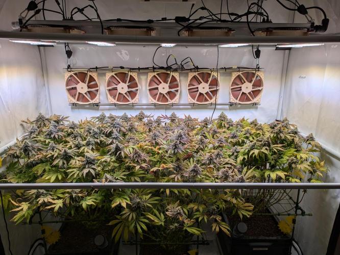 Indoor Photoperiod Run #4 (2025). Week 17