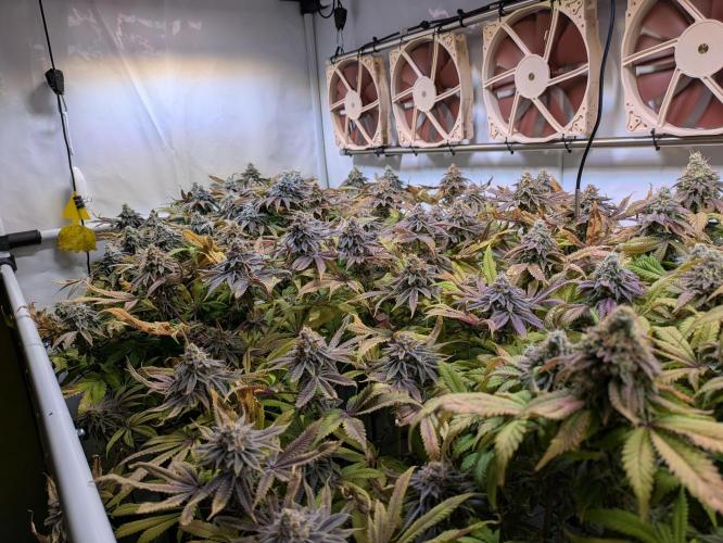 Indoor Photoperiod Run #4 (2025). Week 17