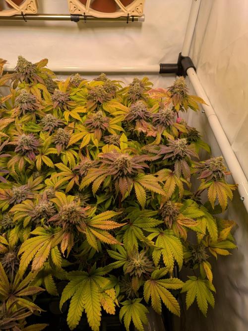 Indoor Photoperiod Run #4 (2025). Week 17