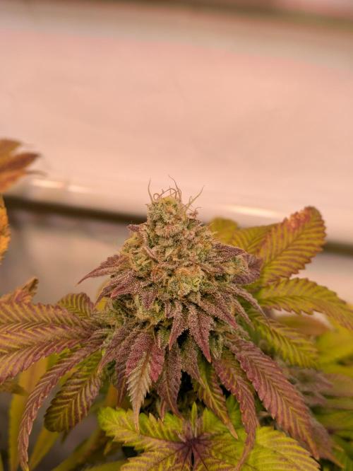 Indoor Photoperiod Run #4 (2025). Week 17