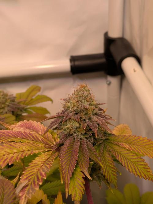 Indoor Photoperiod Run #4 (2025). Week 17